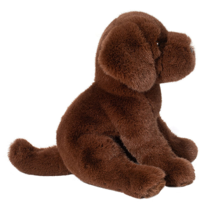 Zoom Chocolate Lab