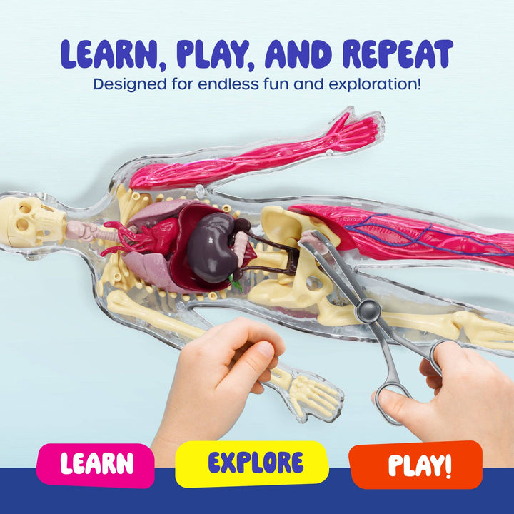 Dan&Darci Squish & Learn Human Anatomy Squishy Body Model
