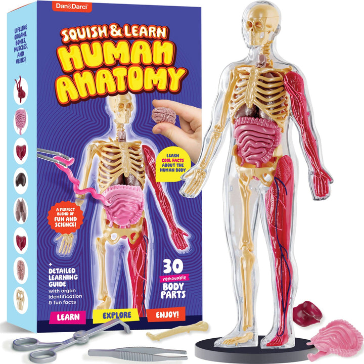 Dan&Darci Squish & Learn Human Anatomy Squishy Body Model