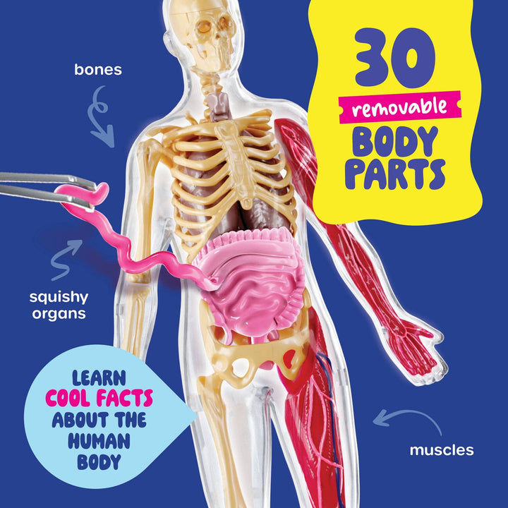 Dan&Darci Squish & Learn Human Anatomy Squishy Body Model
