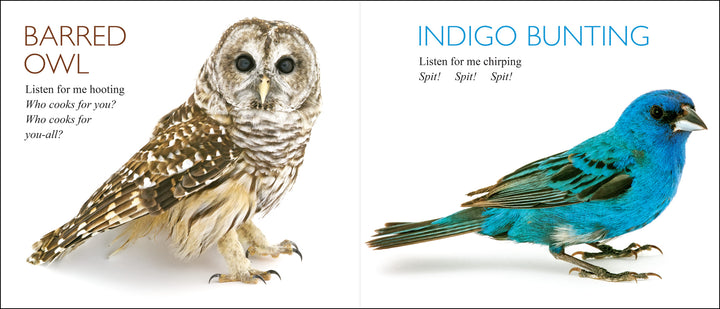 Curious Critters Birds-Signed Copy