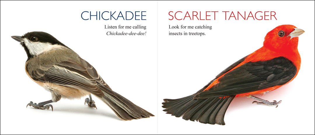 Curious Critters Birds-Signed Copy