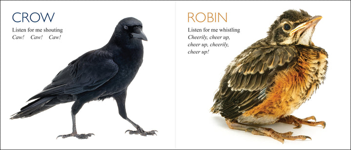 Curious Critters Birds-Signed Copy