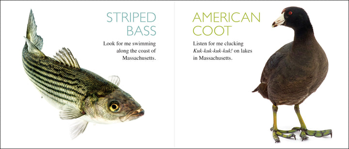 Curious Critters Massachusetts-Signed Copy