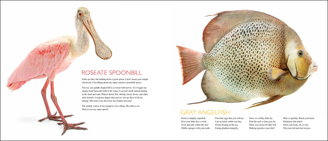 Curious Critters Marine-Signed Copy