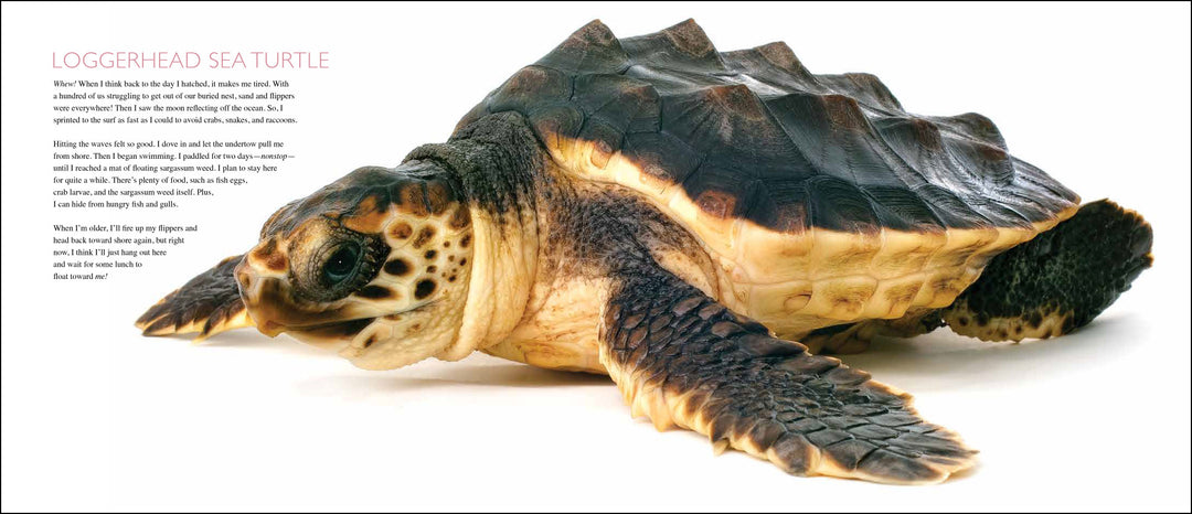 Curious Critters Marine-Signed Copy