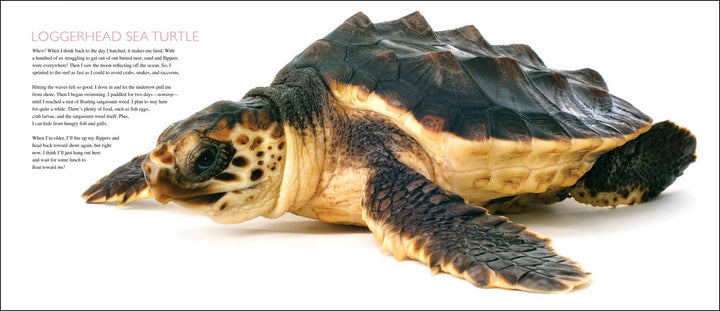 Curious Critters Marine-Signed Copy