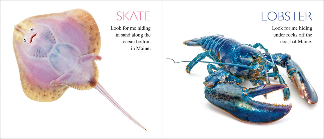 Curious Critters Maine-Signed Copy