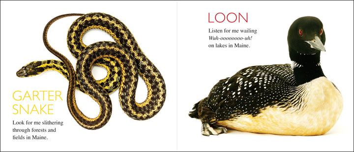 Curious Critters Maine-Signed Copy