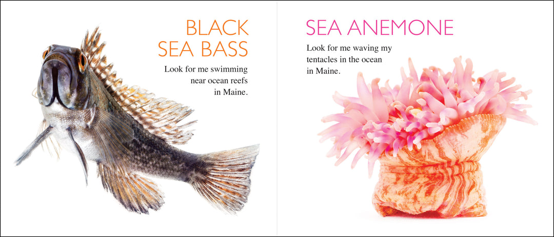 Curious Critters Maine-Signed Copy