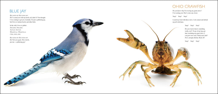 Curious Critters Volume One-Signed Copy