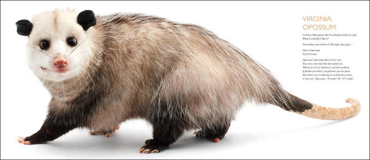 Curious Critters Volume One-Signed Copy