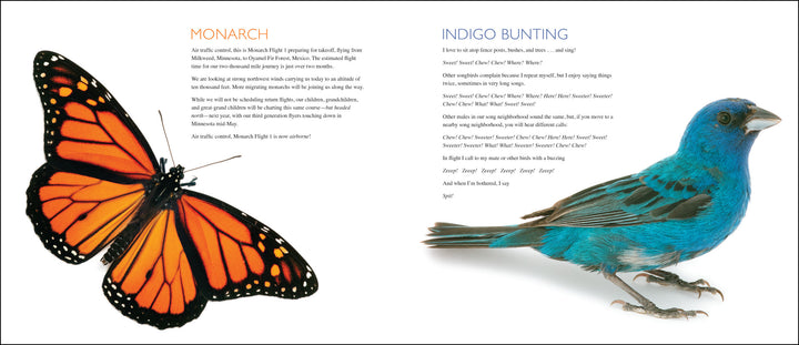 Curious Critters Backyard Animals-Signed Copy