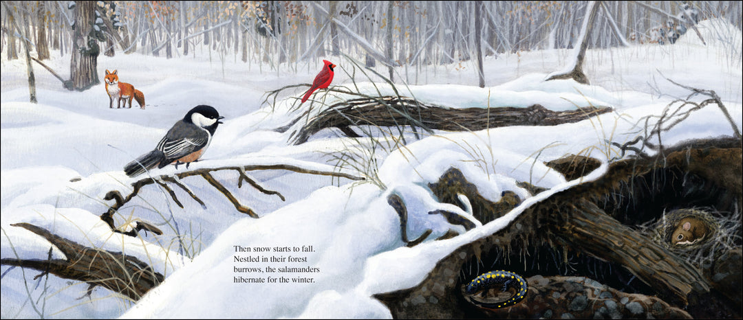 Salamander Dance-Signed Copy (Copy)