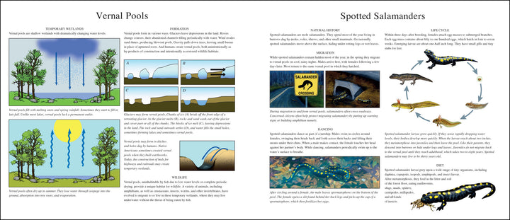 Salamander Dance-Signed Copy (Copy)