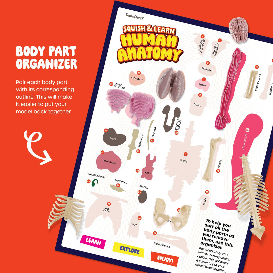 Dan&Darci Squish & Learn Human Anatomy Squishy Body Model
