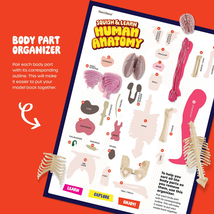 Dan&Darci Squish & Learn Human Anatomy Squishy Body Model