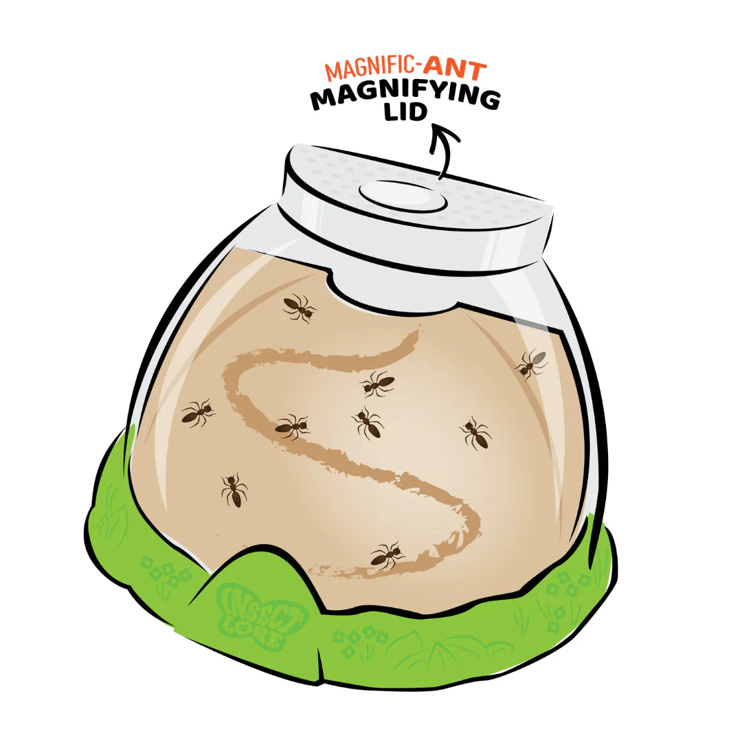 Ant Hill™ with Prepaid Voucher for Live Ants