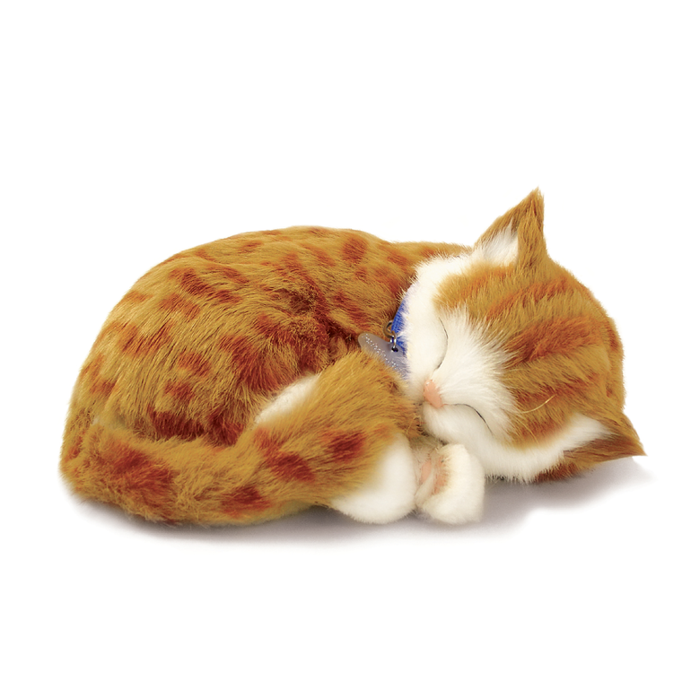 18Original - Orange Tabby Kitten