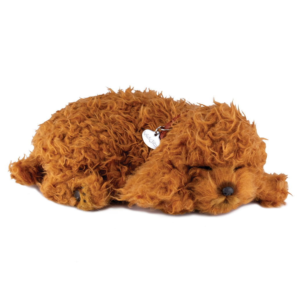 16Original - Toy Poodle